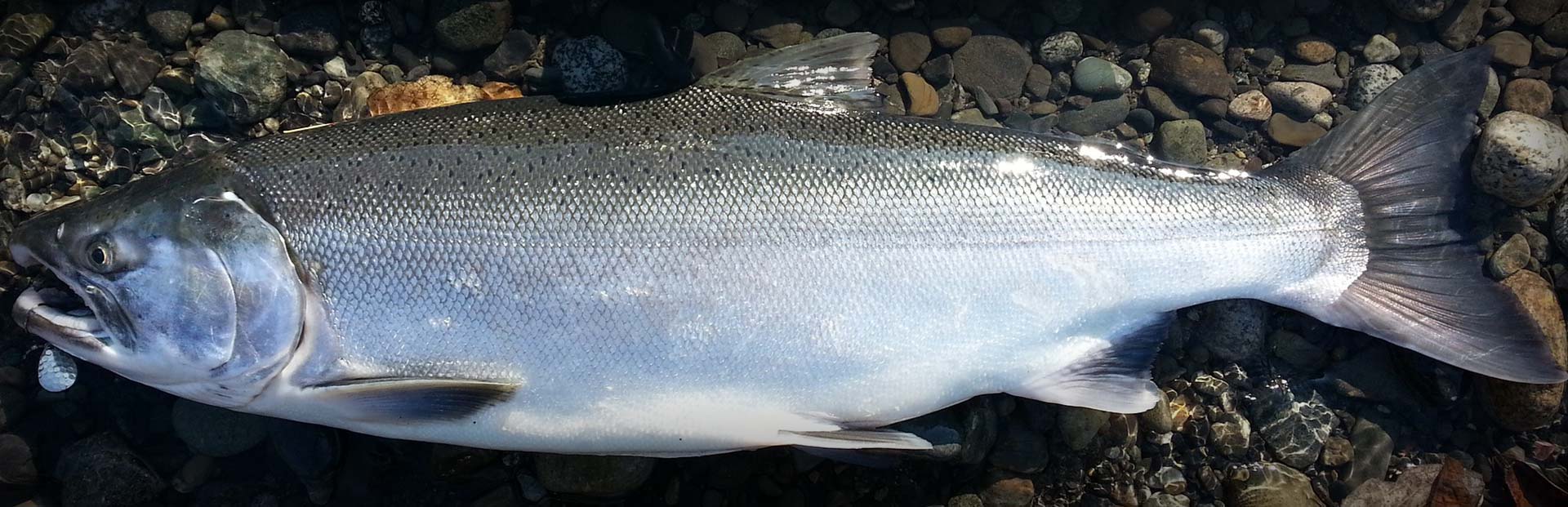 Kenai Fishing Trip - What to Bring?