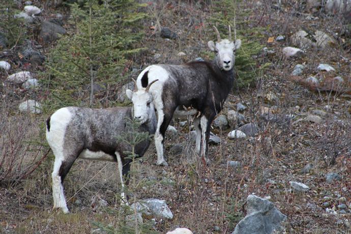 Pack light - Pack smart